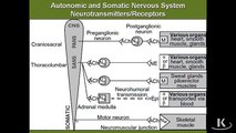 Autonomic Nervous System