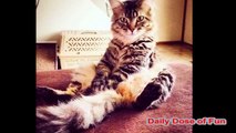 Funny Sitting Cat Compilation (Crazy Cats Sitting) DDOF