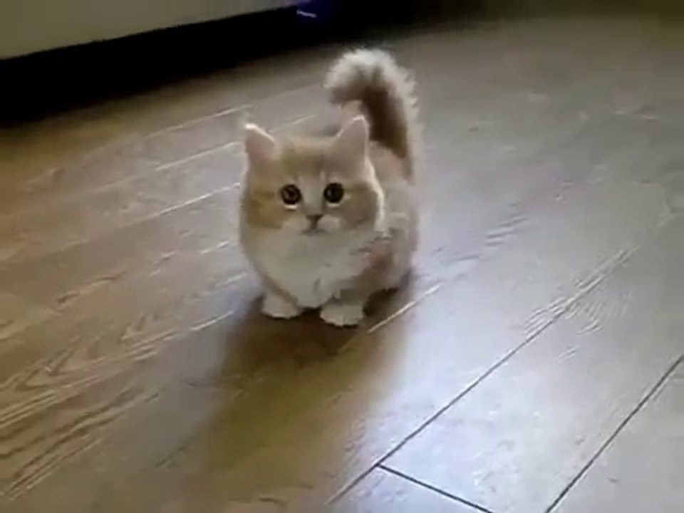 ♥ El Gato Mas Tierno Del Mundo ♥ Los Mejores videos de gatos ★ Humor Gatos Chistosos