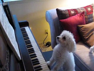 Ce chiot fait une interprétation majestueuse avec son piano ... À voir absolument !