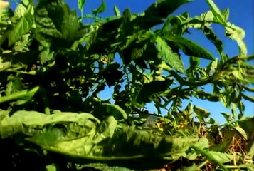 A Terapia Gérson Parte 2