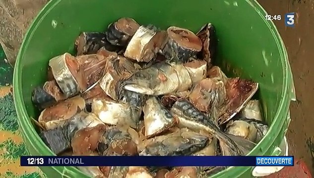 Découverte : la pêche de crevettes blanches en Gironde