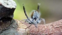 Dişisini Etkilemek İçin Çiftleşme Dansı Yapan Örümcek - İlginç - Garip