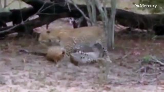 mira leopardo hembra hace una DANZA DE APAREAMIENTO para indicar que está lista para el SEXO