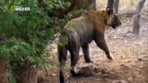 [Nat Geo Wild HD] Tigers Revenge HD (Nature Documentary)