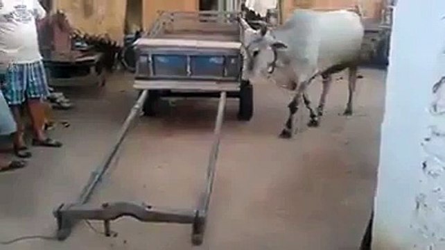 Dünyanın düz olduğunu iddia eden amca - Funny videos - Komik videolar