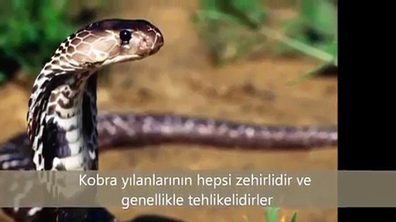 Dünyanın en akıllı öküzü - Funny videos - Komik videolar