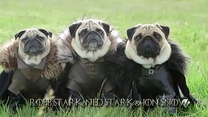 Galatasaraya Sürpriz Golcü Cassano - Funny videos - Komik videolar