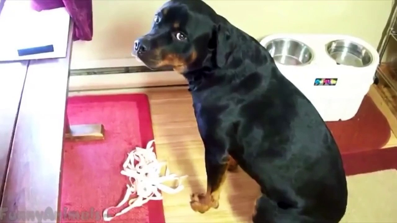 Guilty Dogs Compilation