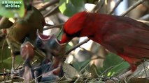 Oiseaux mignons nourrir leurs petits Compilation Octobre 2014 [HD VIDEO]