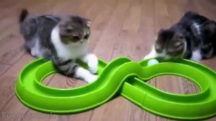 Funny Cats Videos 2015! HD 720! (HD)
