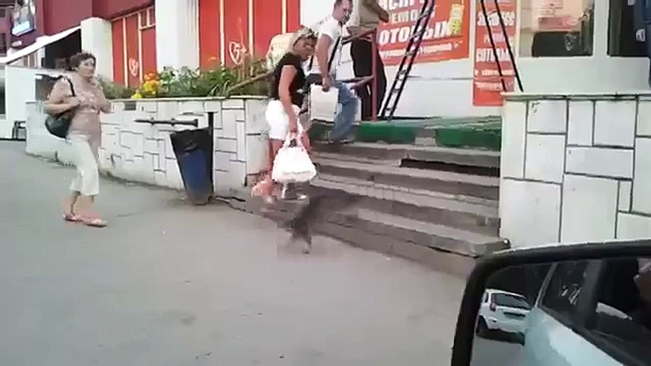 Пес не ожидал такого поворота событий