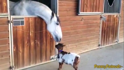 Funny Animals Compilation | Best Videos Cats Dogs Goat Horse 2015 HD