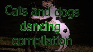 NUEVO! Funny dancing cats and dogs - Cute animal compilation zxvf