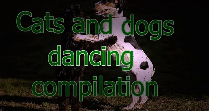 NUEVO! Funny dancing cats and dogs - Cute animal compilation zxvf
