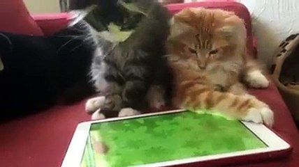 In capturing the virtual mouse