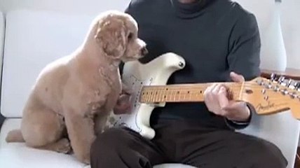 Dog playing guitar