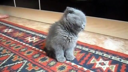 КОТЕНОК СПИТ СТОЯ