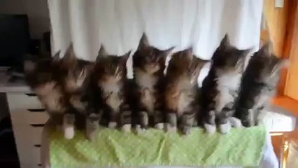 забавные котята