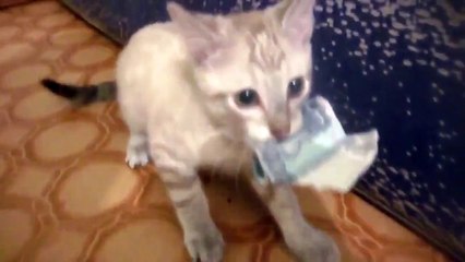 Котэ намутил косарь. Прикол)