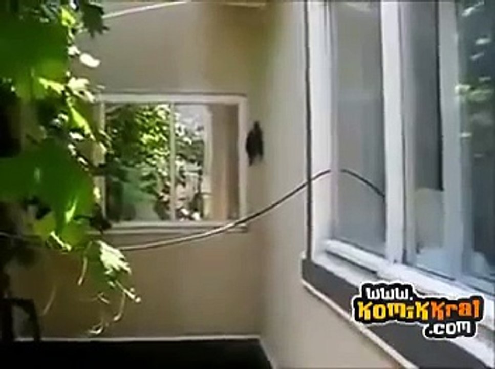 Düz Duvara Tırmanan Gerçek Ninja Kaplumbağa