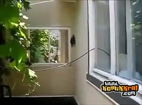 Düz Duvara Tırmanan Gerçek Ninja Kaplumbağa