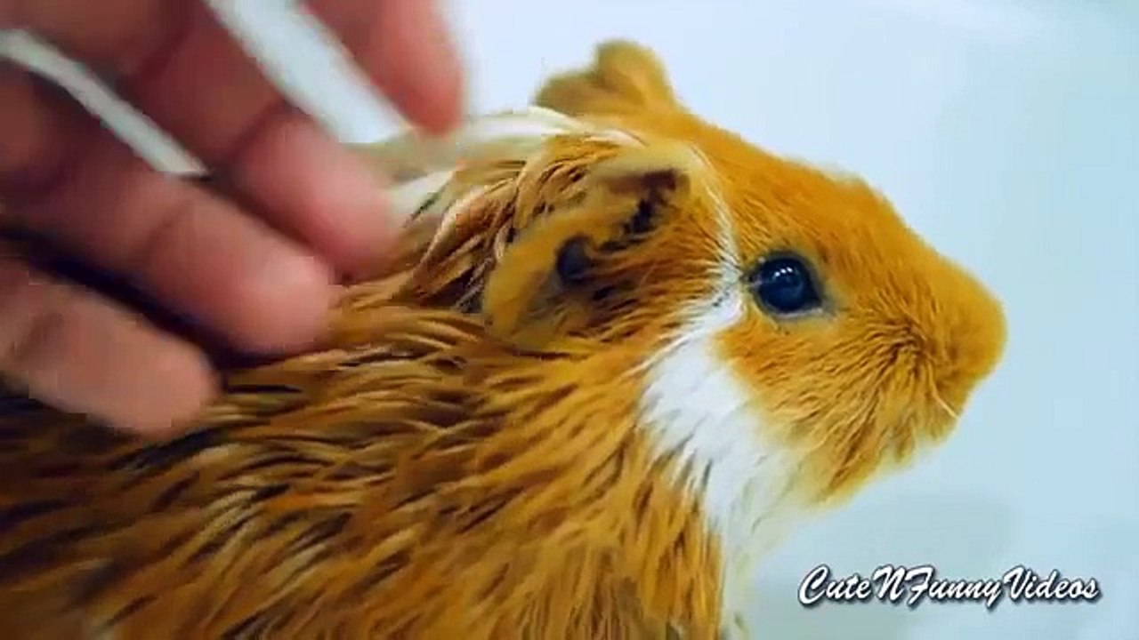 From life guinea pigs. Cute guinea pigs