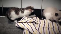 The life of kittens. Two funny kitten having fun