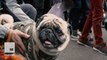 21 Puppy Costumes at the Halloween Dog Parade