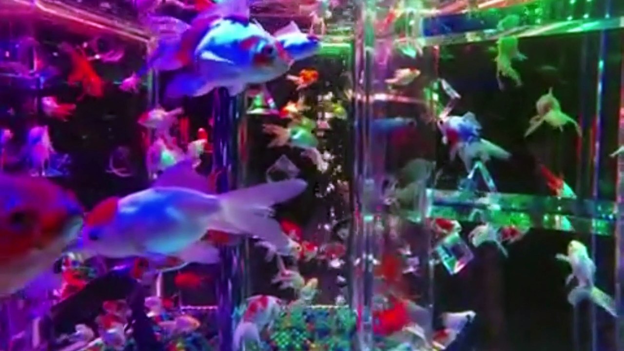 Art Aquarium Tokyo Muromachi