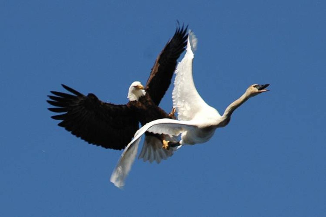 Eagle attacks Wolf, Man, other Animals - Animal Attack Video Compilation