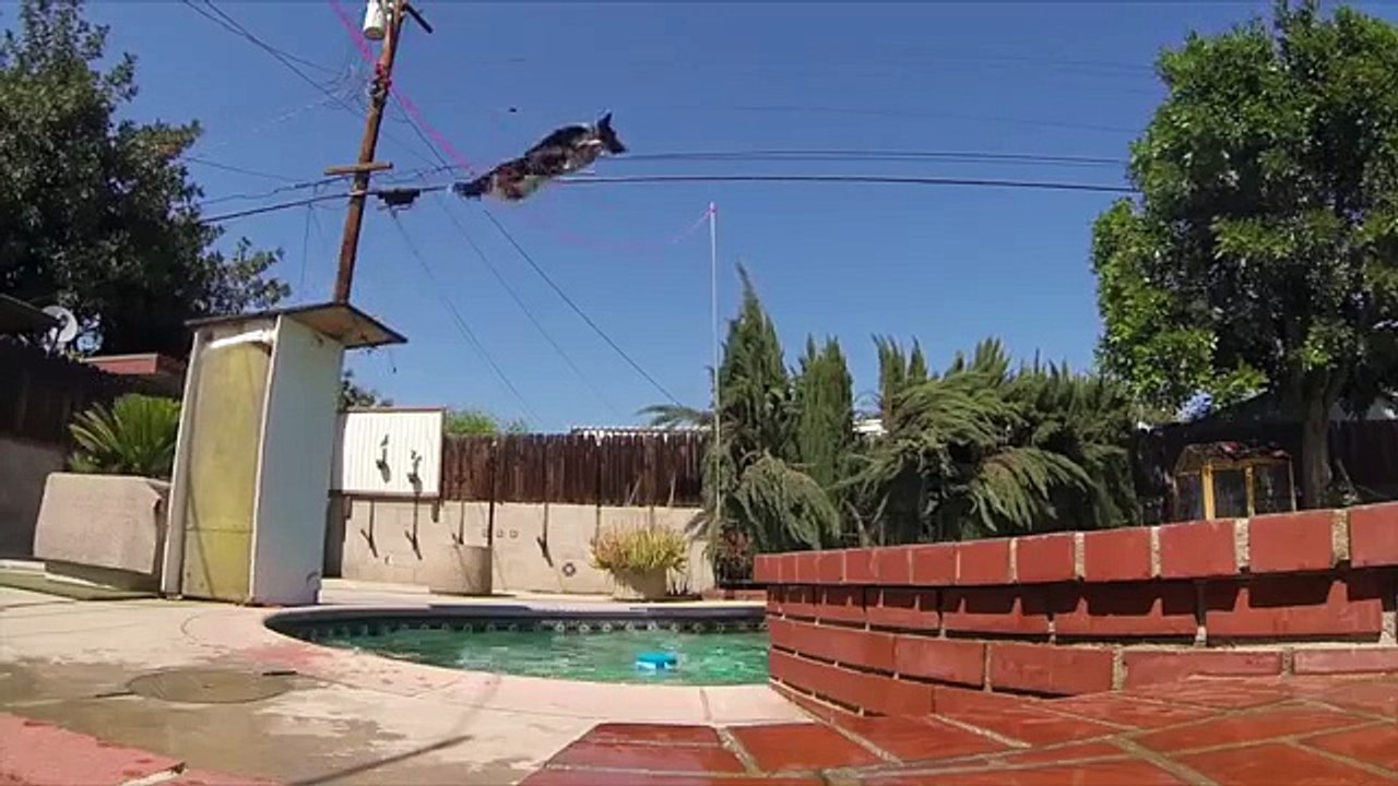 Самая умная в мире собака