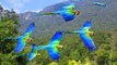 Amazing Beautiful Parrots on a Visitors Place - www.funhifunentertainment.com