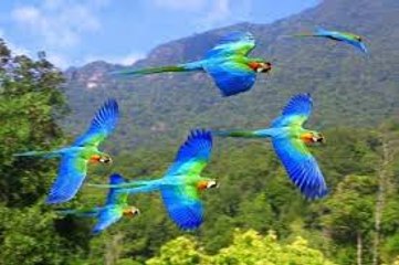 Amazing Beautiful Parrots on a Visitors Place - www.funhifunentertainment.com