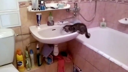 Миленький котенок купается в умывальнике!