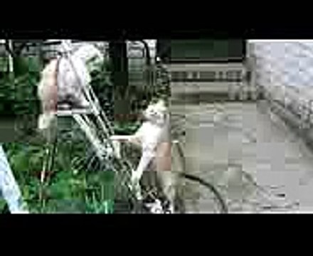 Необычная скорость ударов котэ!