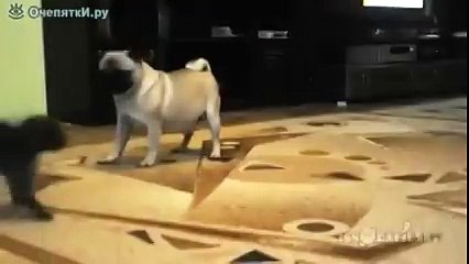 Очаровательный котёнок делает неожиданный и забавный манёвр! 🐱