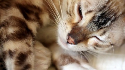 Новорожденные котята!