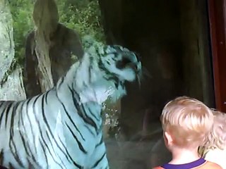 White Tiger attacks little boy!!!-87pDGsTYCqU