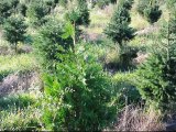 Green Giant Arborvitae Vs Norway Spruce Trees