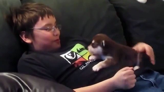 20-дневный щенок хаски учится выть!