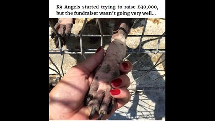 Ricky Gervais Used Twitter To Save Hundreds Of Dogs