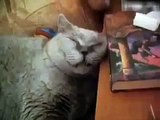 Funny Cats Compilation - The Best Cat Vine Compilation 2015 - Ultimate Cat Vines Compilati