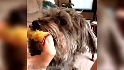 Most Funny Dogs Reacting To Lemons Compilation 2014 [NEW]