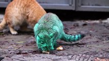 Feline a little green! Meet the GREEN cat of Bulgaria (Part 2)