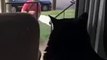 Cat Sees New Family Dog for the First Time: Freaks OUT