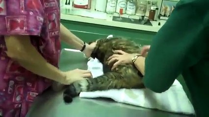 Angry Cat Flips Out At The Vet