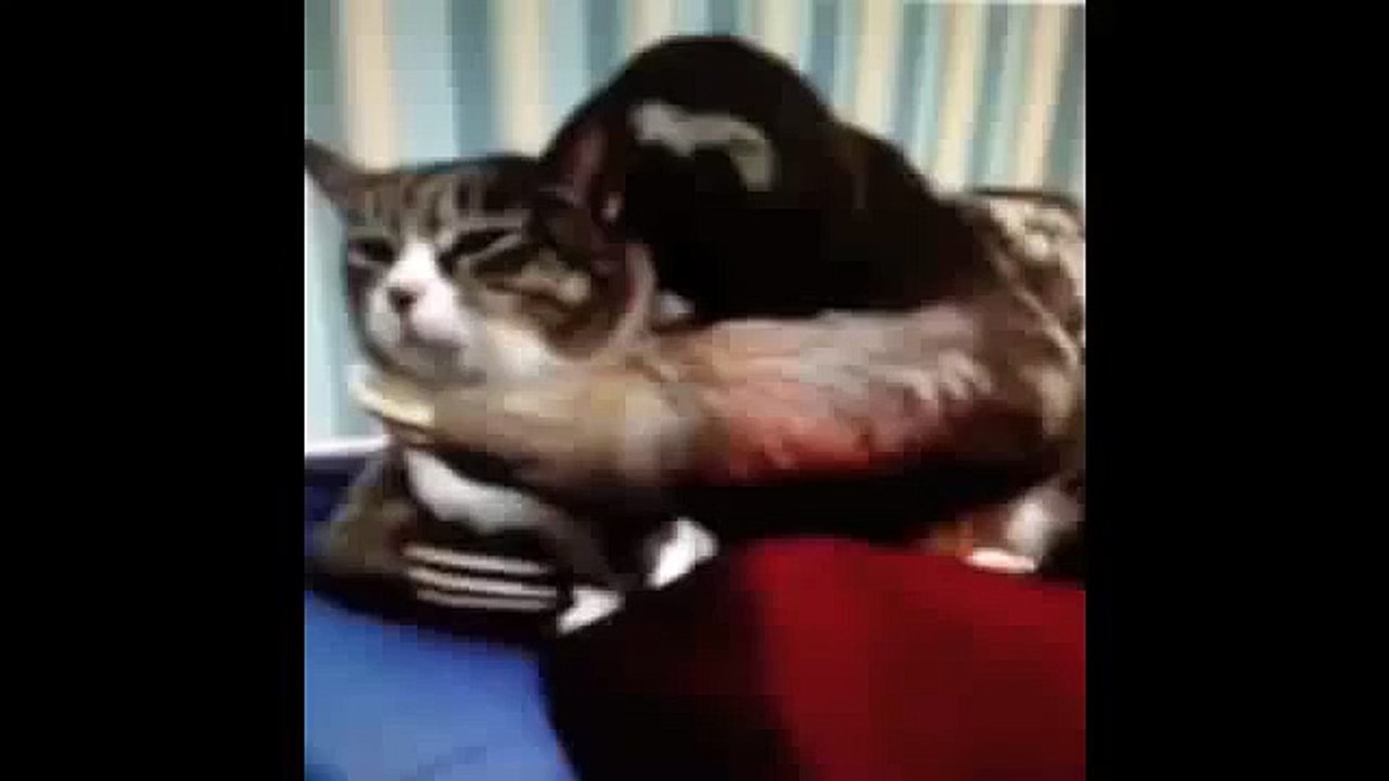Sloth and Cat Vine Let Me Whisper In Your Ear