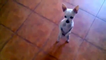 Cute chihuahua dancing Flamenco