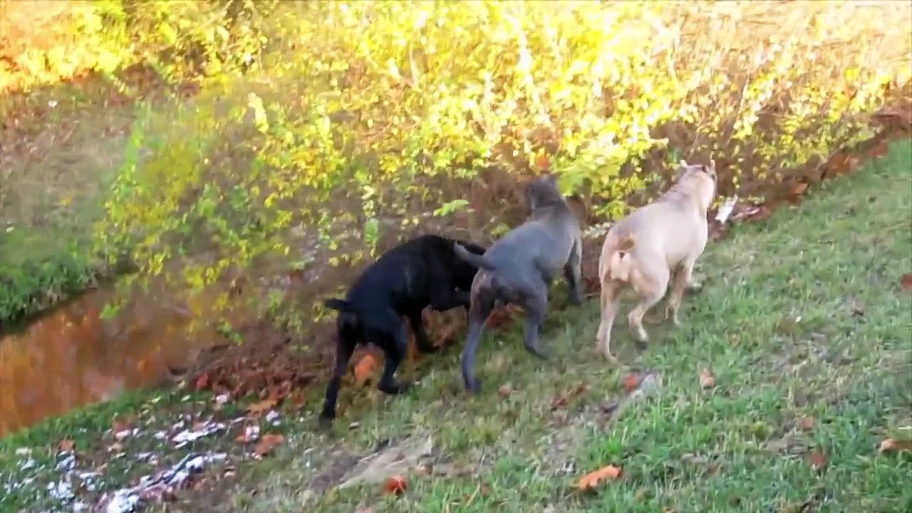 Cane Corso Italian Mastiff